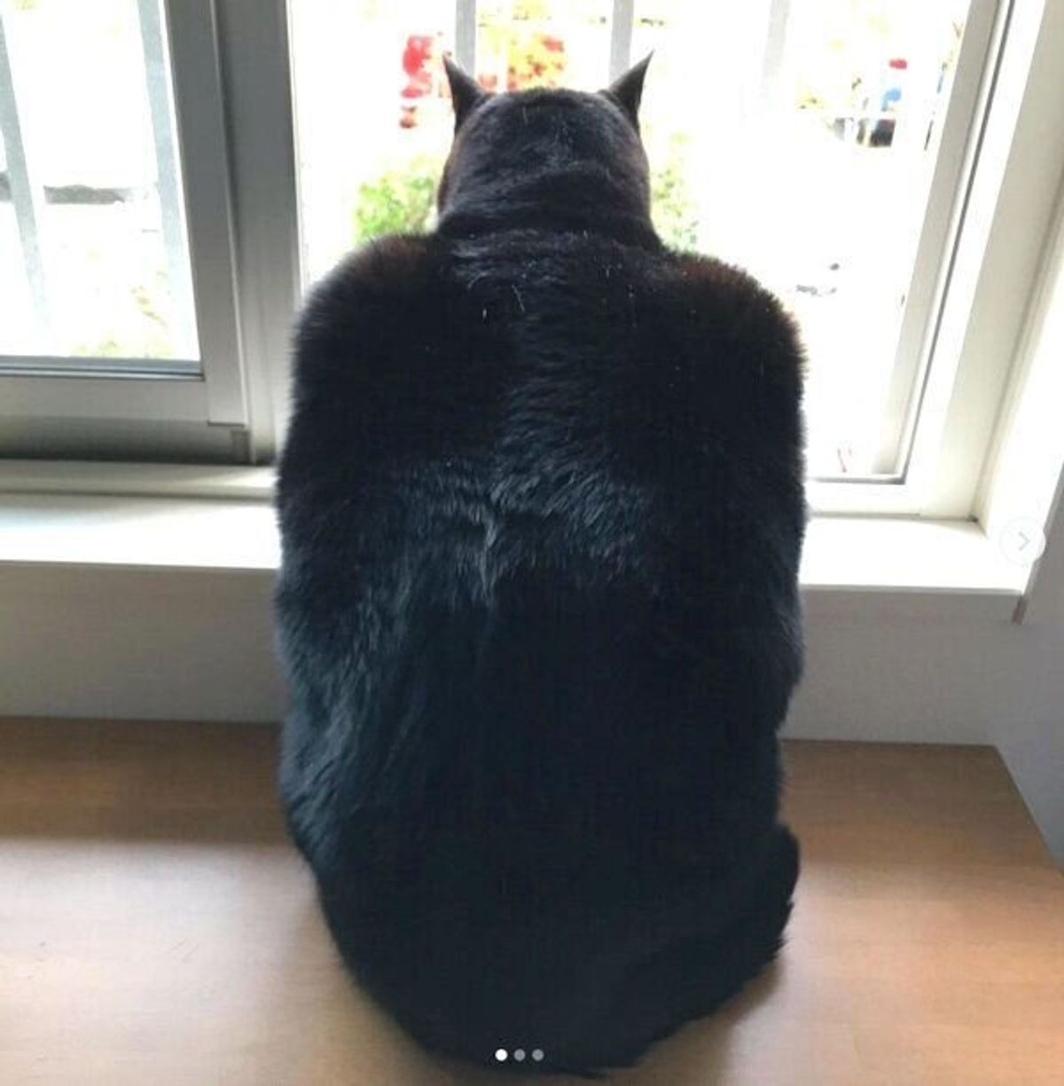 我が家の窓辺にバットマンが 衝撃の姿を見せた元保護猫 素顔がギャップ萌えする可愛さだった ねこのきもちweb Magazine 我が家の窓辺にバットマンが 衝撃の姿を見せた元保護猫 素顔がギャップ萌えする可愛さだった ねこのきもちweb Magazine