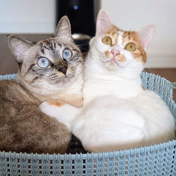 ぴったり寄り添う仲良しコンビ。