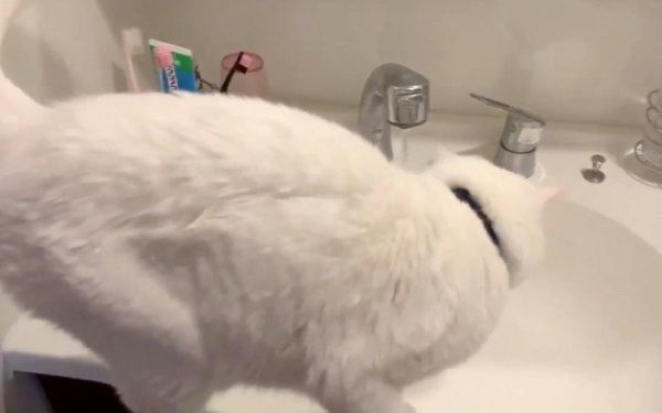 「お水出して」アピールをするハク様