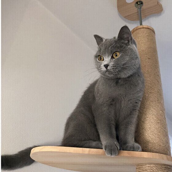 イイコにお留守番してくれた　ブリティッシュショートヘアのうにちゃん