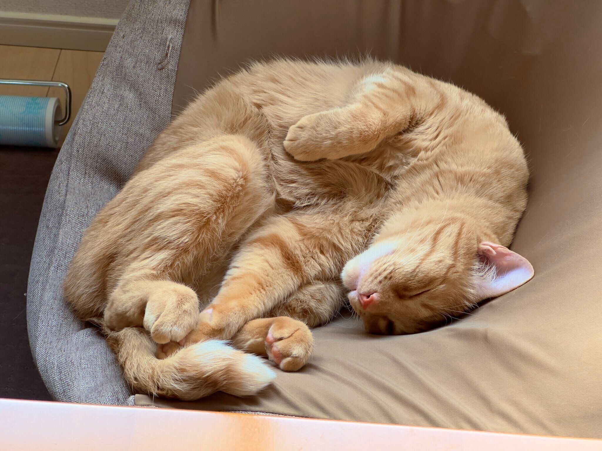 クッションの上で寝ている猫