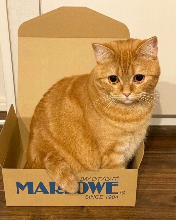 箱に入るハナちゃん