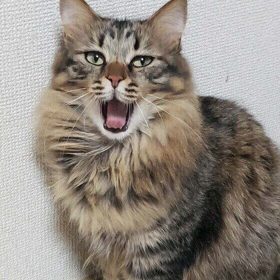 あくびをするキジトラ