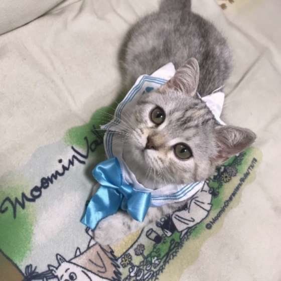 おすましのマンチカン