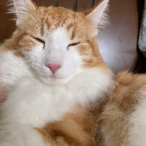 ノルウェージアンフォレストキャットのむぎ