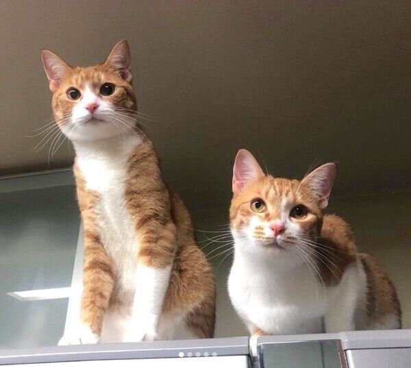 冷蔵庫の上に乗るむぎちゃん、みそちゃん