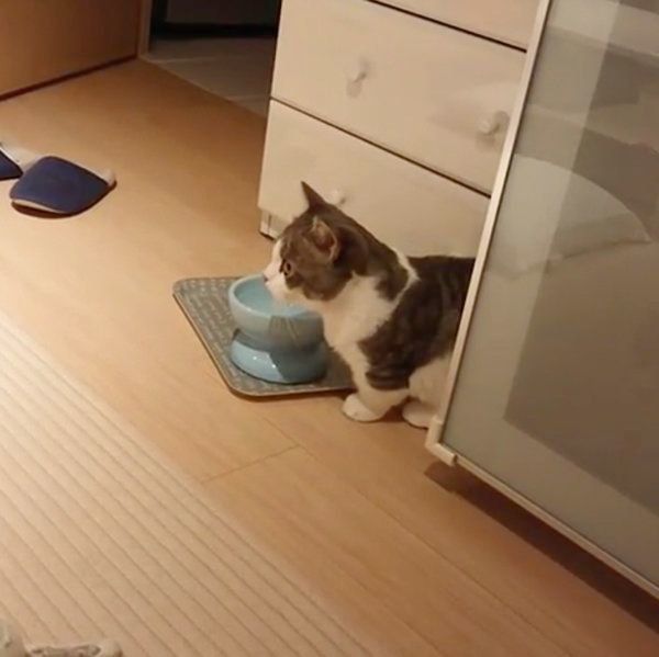 水で遊ぶマンチカン