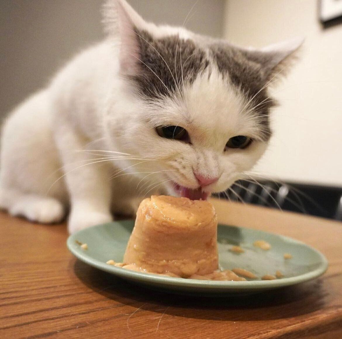 豪華なバースデーに大喜びのフクちゃん