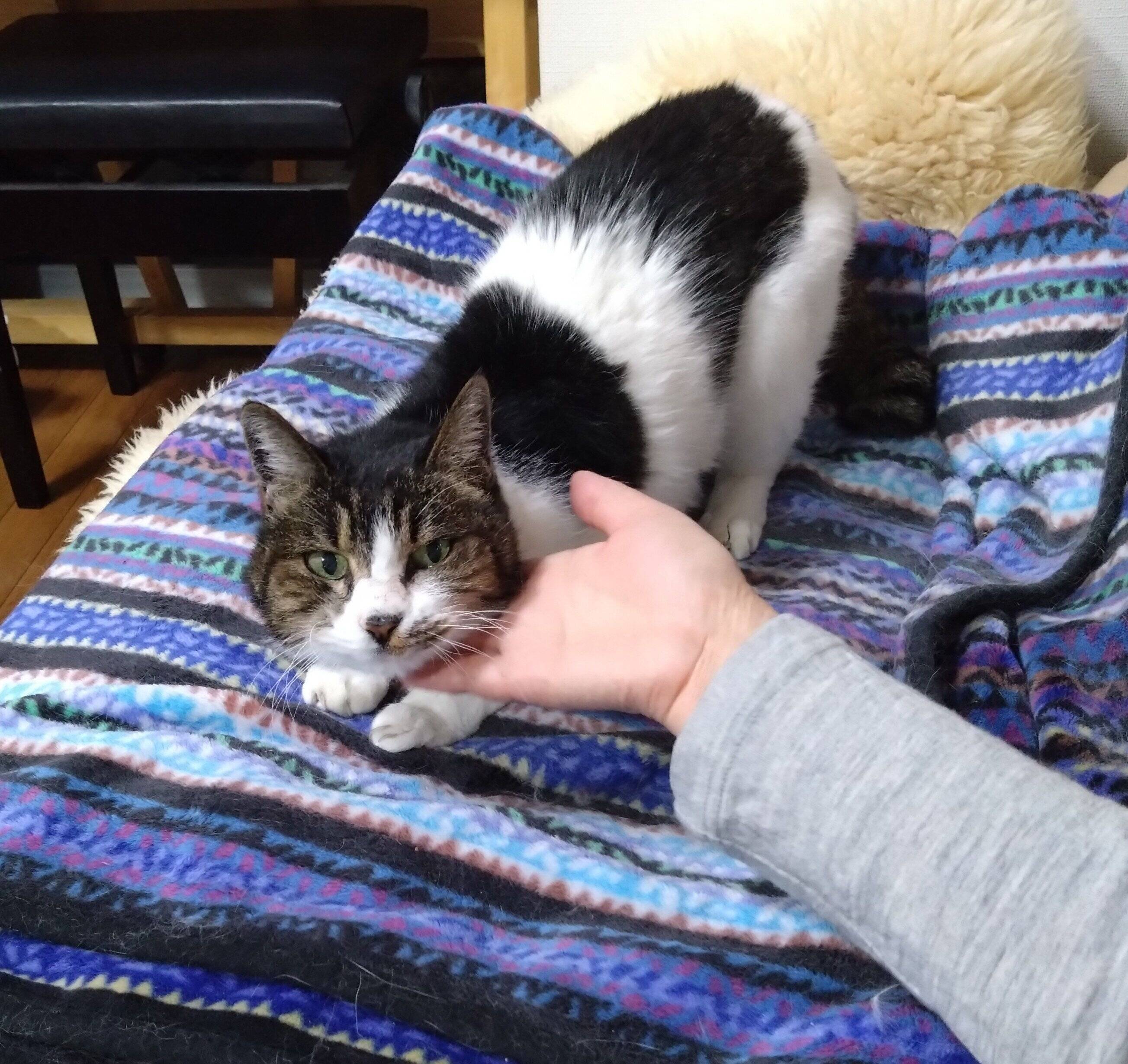 画像／ねこのきもち25年5月号