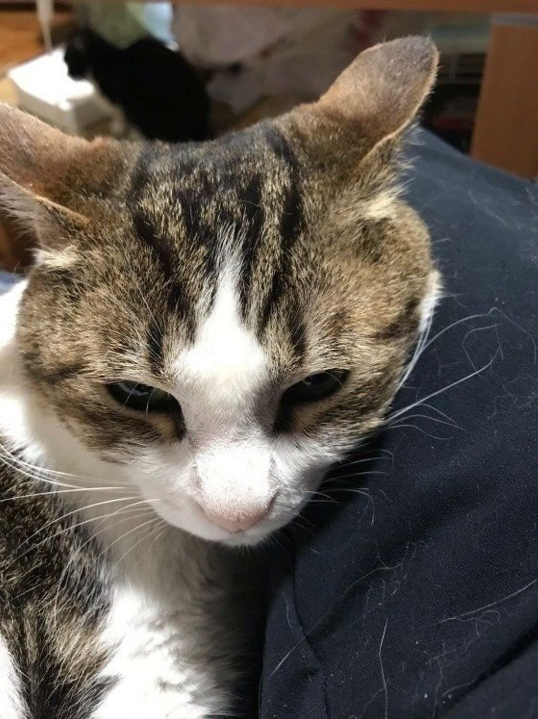 猫がすりすりしてくるのはなぜ その心理と原因を解説 ねこのきもちweb Magazine 猫がすりすりしてくるのはなぜ その心理と原因を解説 ねこのきもちweb Magazine
