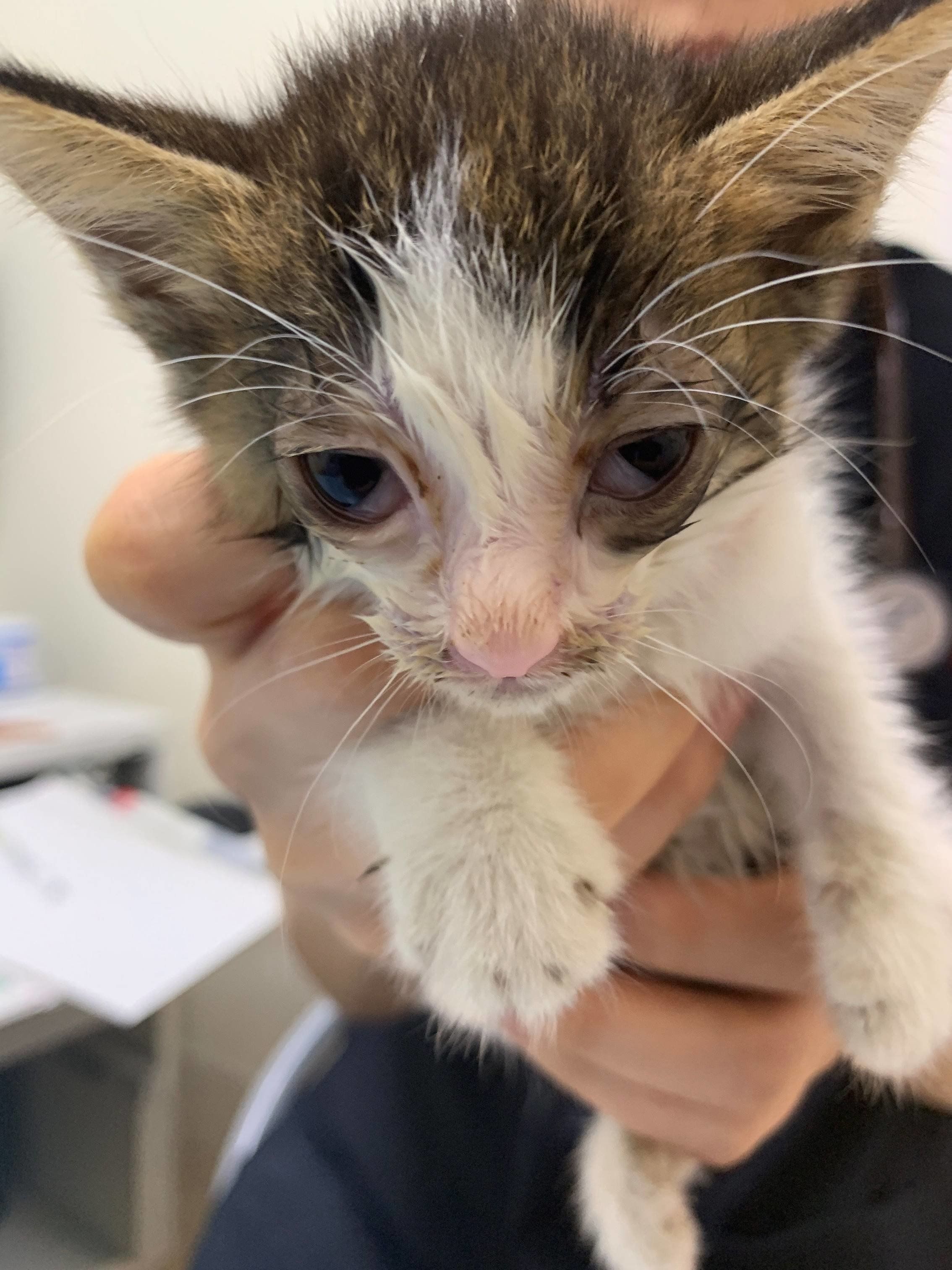 画像／2020年5月号「ねこの病気、そこが知りたい」