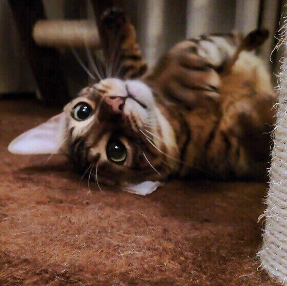 見つめるベンガル