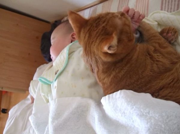 赤ちゃんと猫