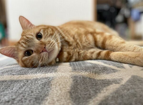 寝そべるまめさん