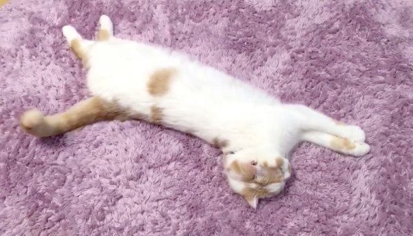 コミカルなポージングを決めるホイップクリームちゃん