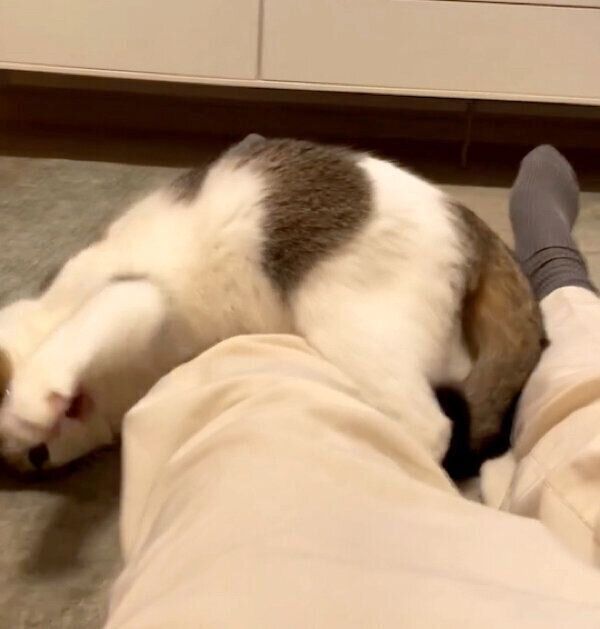 遊ぶなぎちゃん