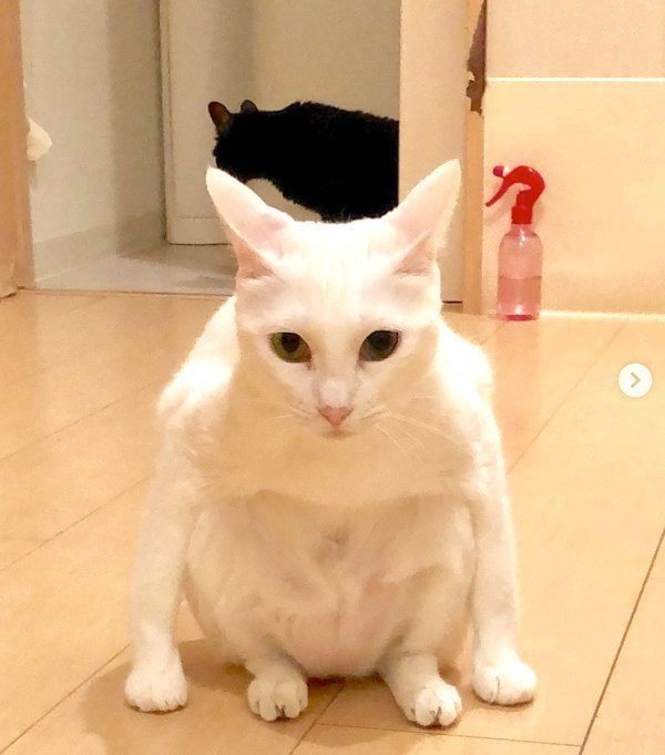 変な座り方をする白猫