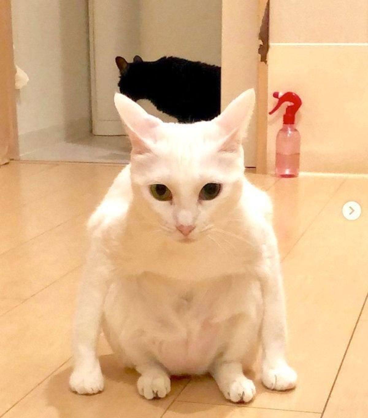 インパクトありすぎ 個性的な座り方をするニャンコが話題 ねこのきもちweb Magazine インパクトありすぎ 個性的な座り方をするニャンコが話題 ねこのきもちweb Magazine