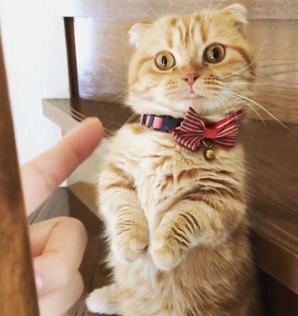 マンチカンの紅丸ちゃん