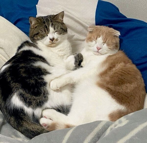 仲良しなとろくんとおにくくん