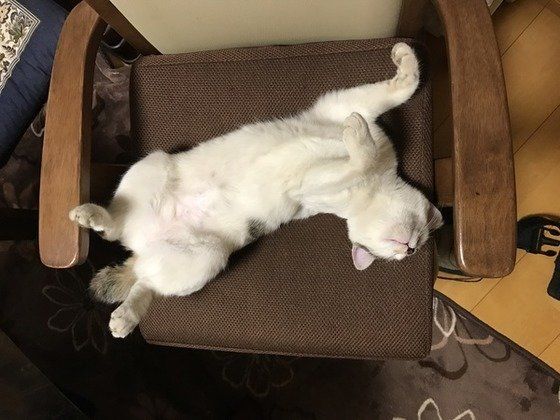 椅子の上で眠る猫