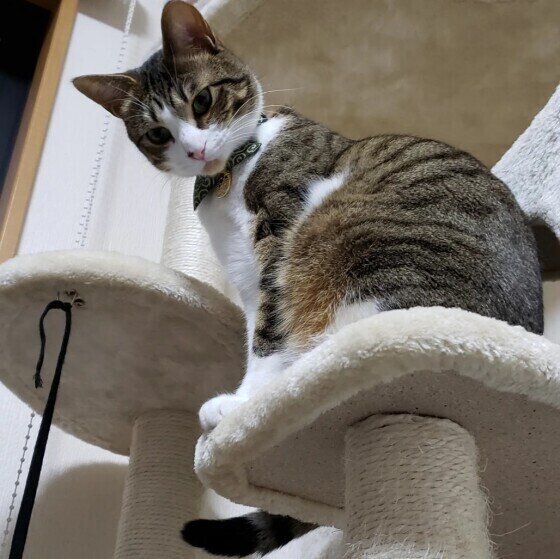 キャットタワーから優しく見守る諭吉くん