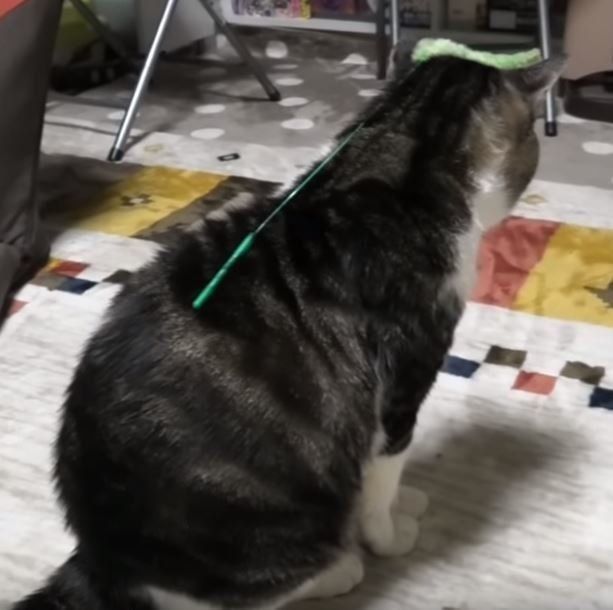 背中に猫じゃらしを乗せた猫