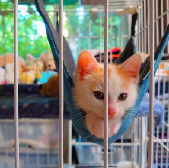 ハンモックにのる日本ネコ（オス）