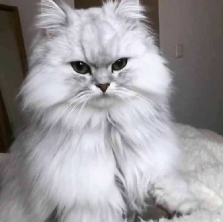 ふみふみしているペルシャのミロ君