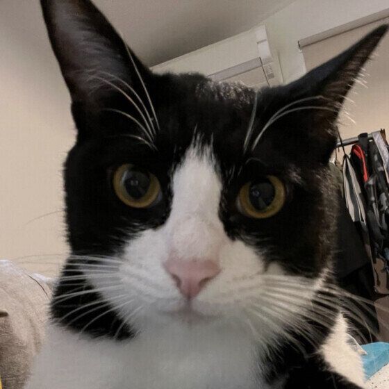 ハチワレのスチュワートくん（MIX）