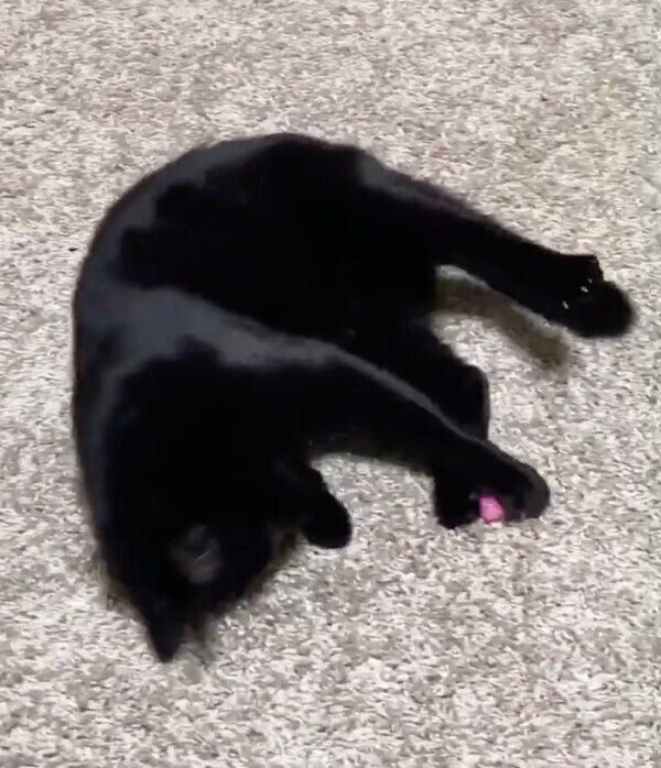 いちいちカメラ目線で遊ぶニコルちゃん