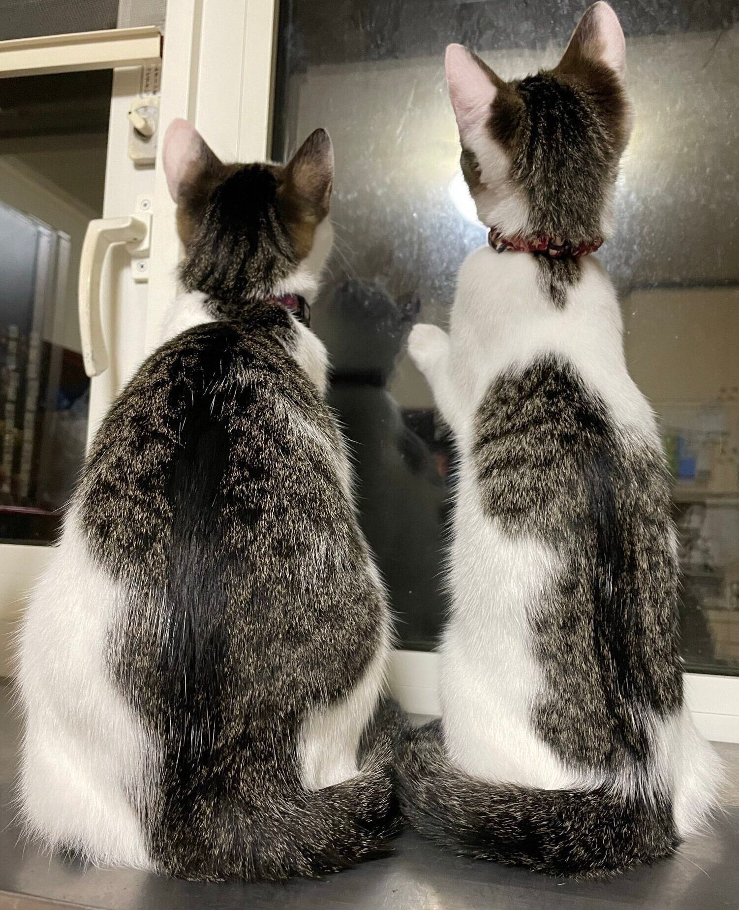 ニャルソックをするメルちゃん、みーちゃん