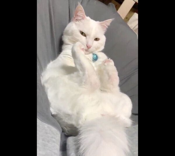 ソファでくつろぐハク様