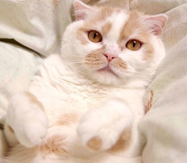 見つめるホイちゃん