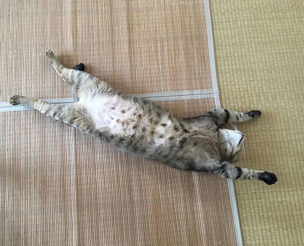 バンザイで寝る猫