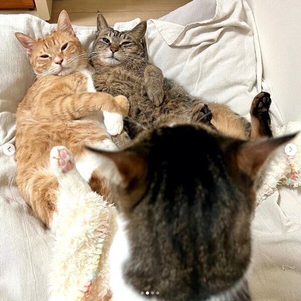 兄猫たちを見つめるマイレくん