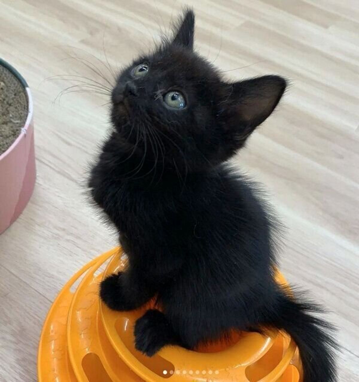 生まれつき後ろ足に不安があった保護猫と 運命的な出会い 成長の過程で嬉しい姿を見せてくれるように ねこのきもちweb Magazine 生まれつき後ろ足に不安があった保護猫と 運命的な出会い 成長の過程で嬉しい姿を見せてくれるように ねこのきもちweb Magazine