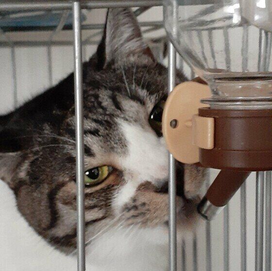 しっかり水を飲むヤンくん