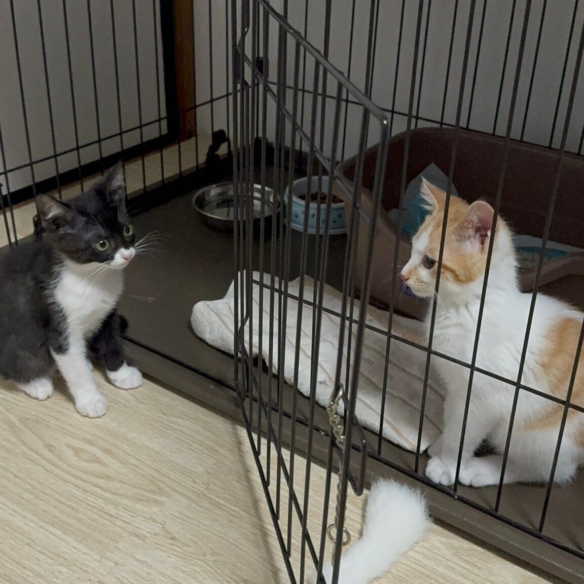 びびくんとジジちゃんが「初めて会った日」