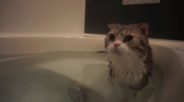 お風呂に入る猫
