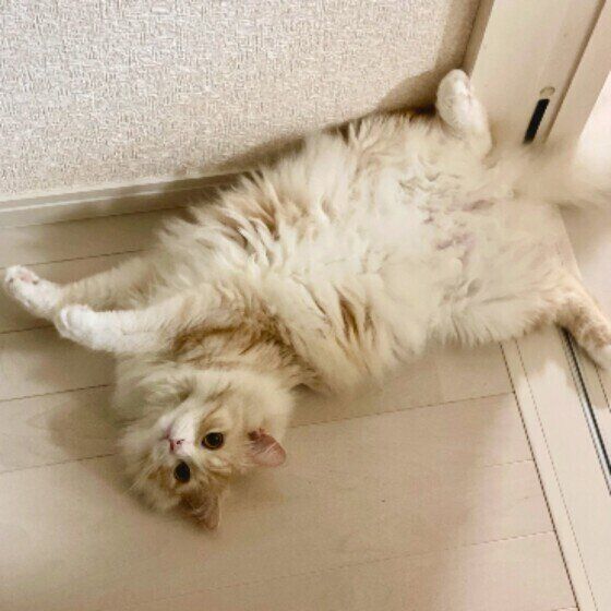 寝転がるモカくん（マンチカン）