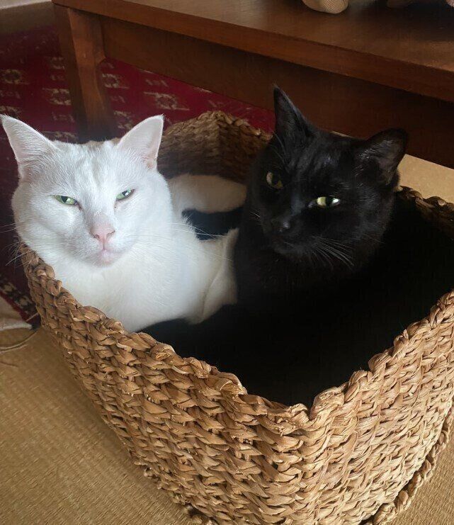 籠に入っている2匹の猫