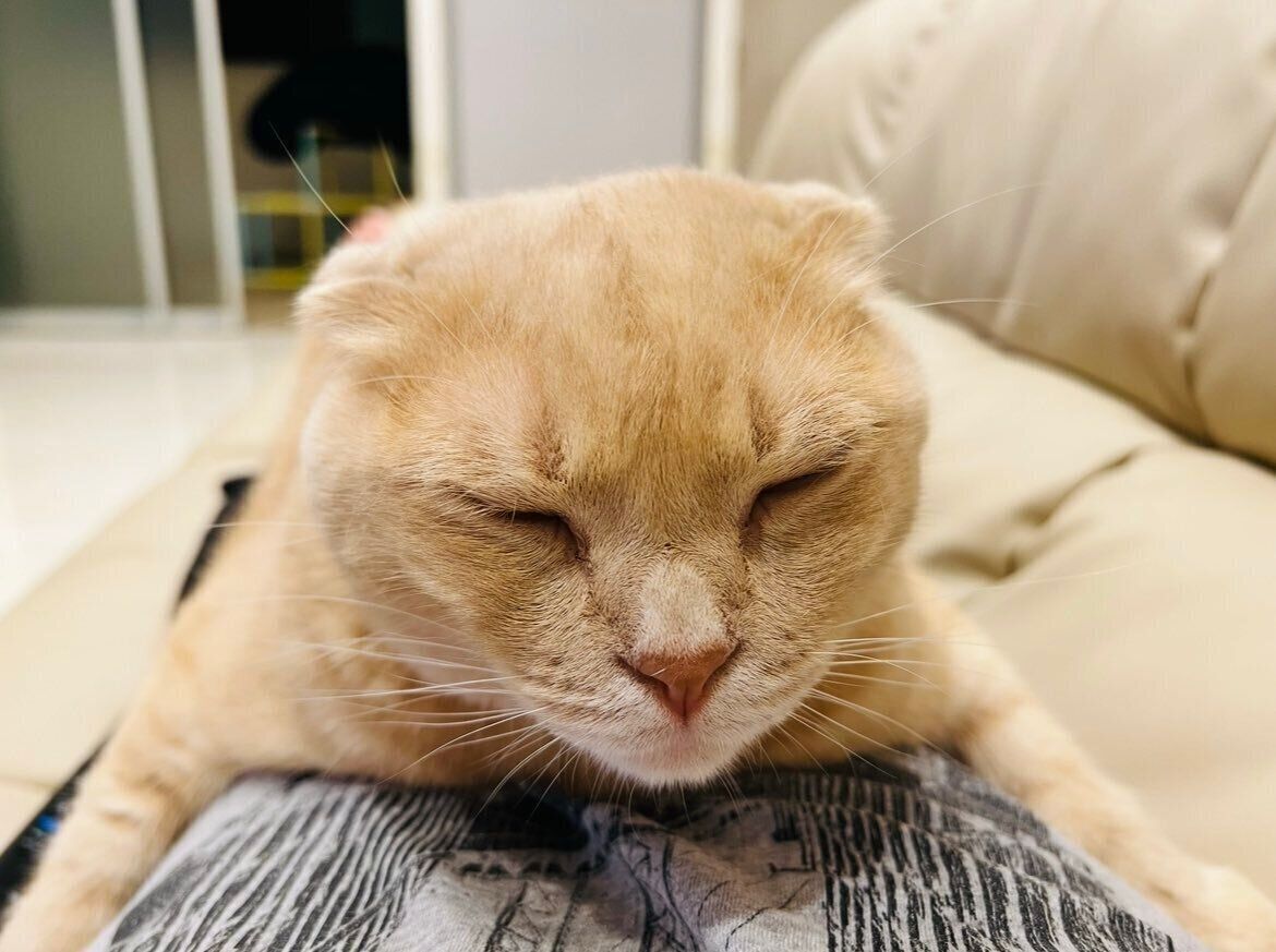 眠っているスコティッシュフォールド