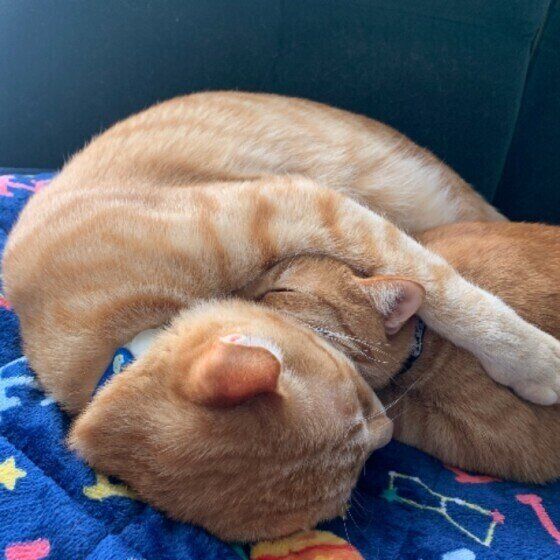くっついて眠る茶トラの兄弟猫