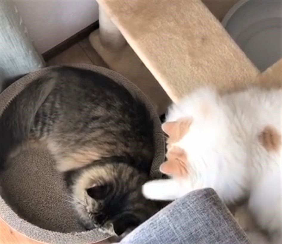 ラガマフィンとスコティッシュフォールド