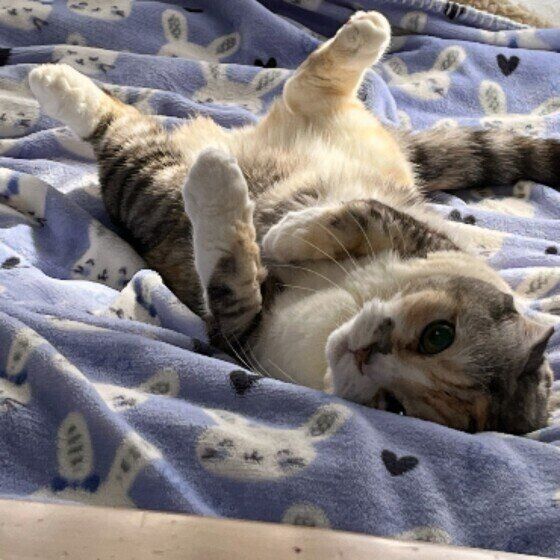 寝転がるイブちゃん（スコティッシュフォールド）