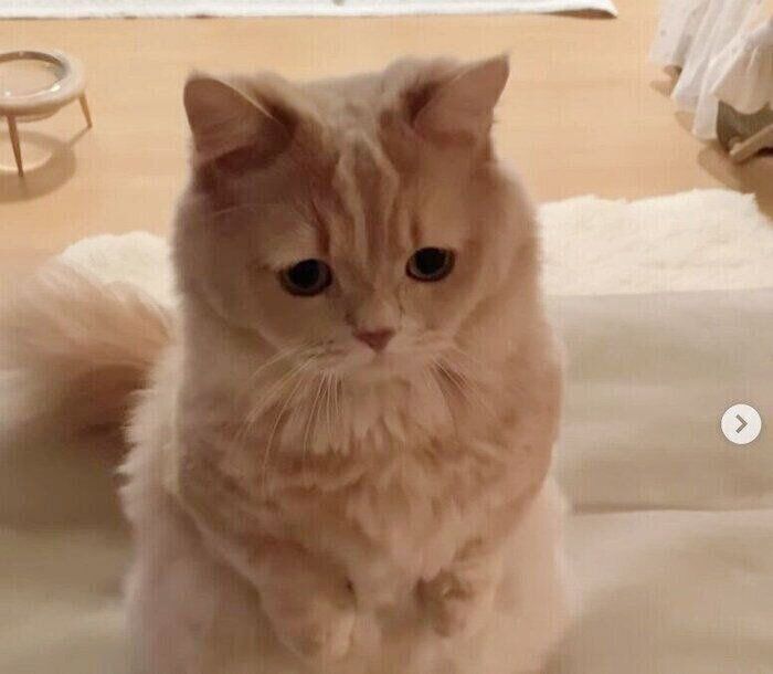 困り顔をするにこちゃん