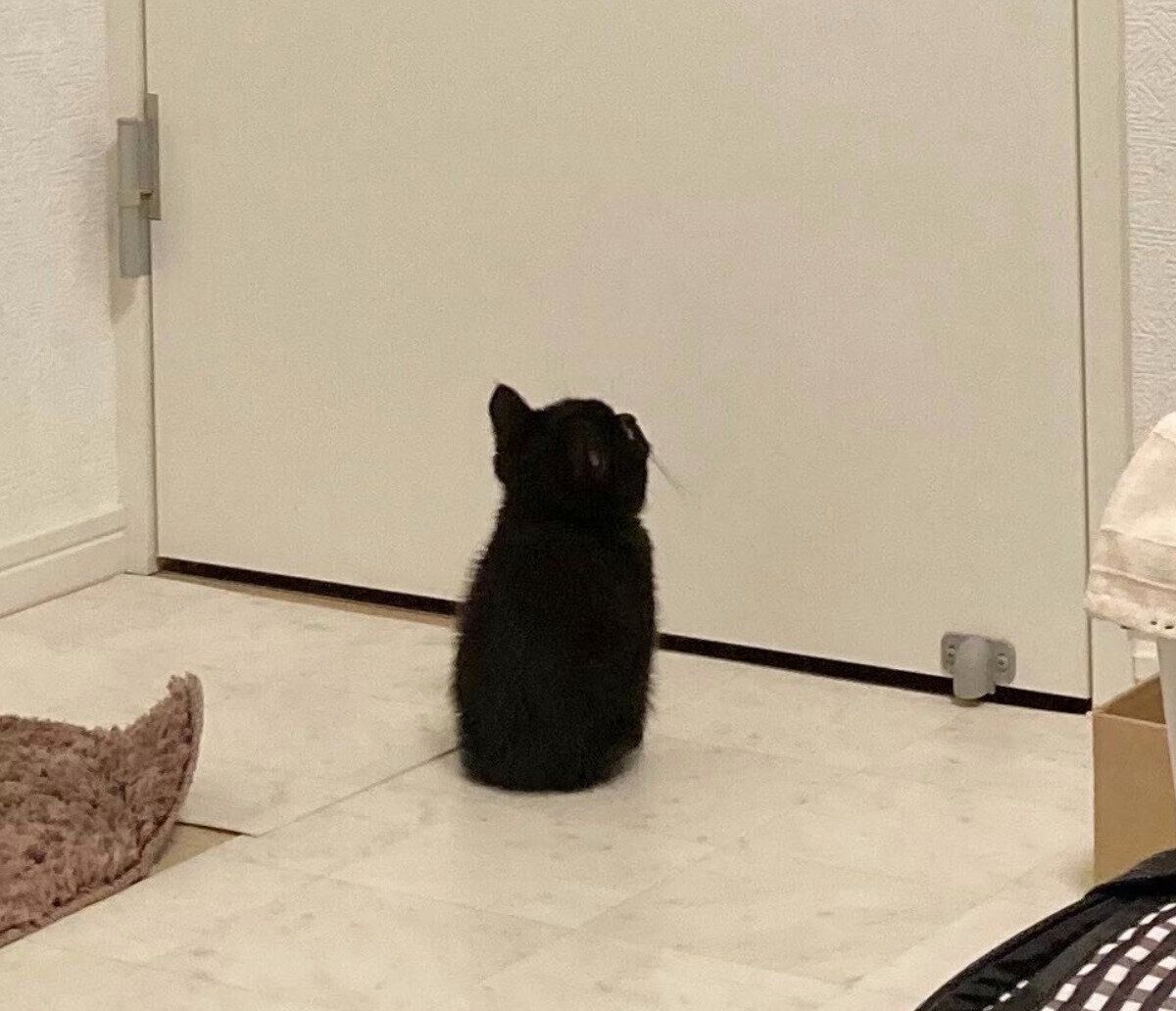 ドアの前に座るたきびくん