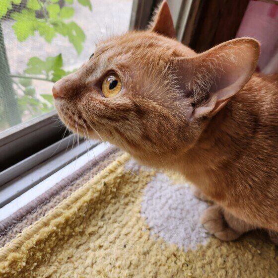 お外を見つめるれもんちゃん