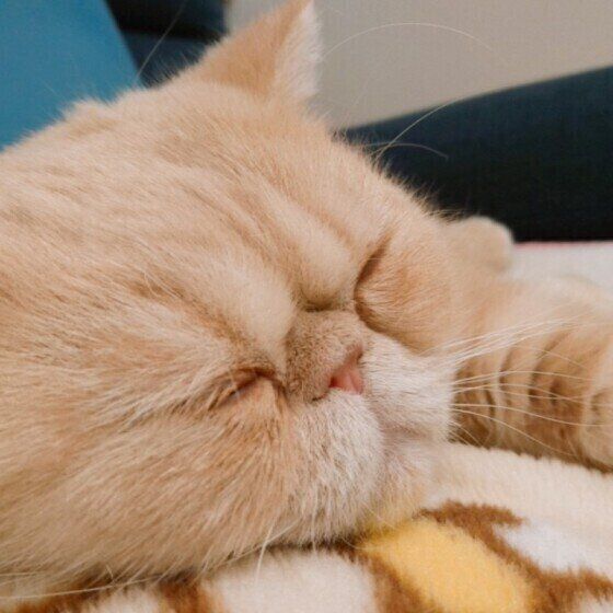 寝顔がかわいいエキゾチック